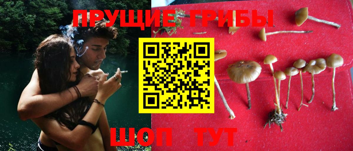 Псилоцибиновые грибы Cubensis Псков